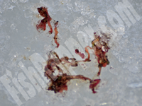 image of Bloodworms Midge Larvae on ice